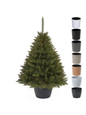 ŚWIERK SYBERYJSKI PREMIUM W OKRĄGŁEJ DONICY - 3 rozmiary, 7 kolorów donicy